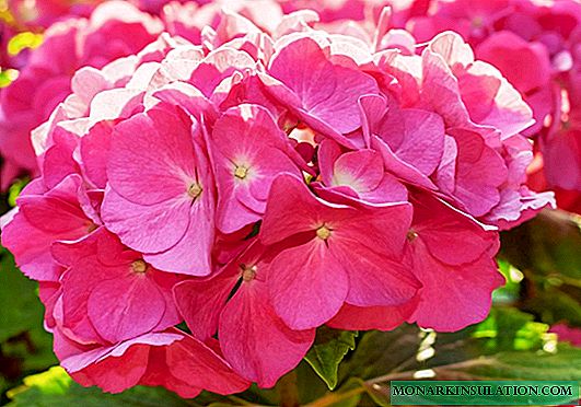 How to feed hydrangea in spring for lush flowering in the garden