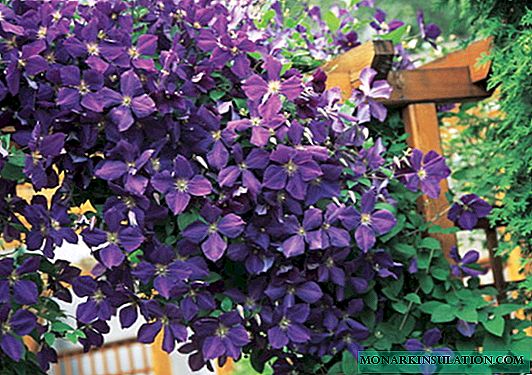 How to feed clematis in spring for growth