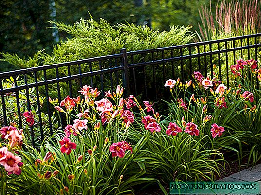 How to feed daylilies before flowering and after,