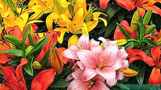 How to feed lilies in autumn and spring before flowering