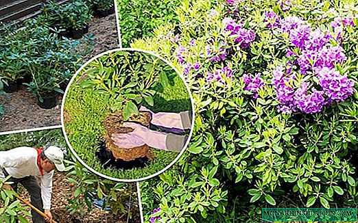 How to feed rhododendron after flowering