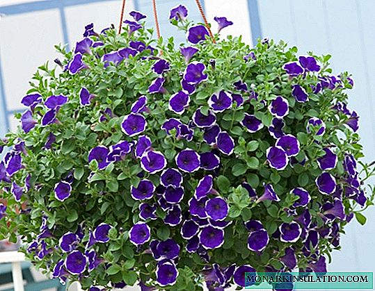 How surfinia differs from petunia - care and cultivation