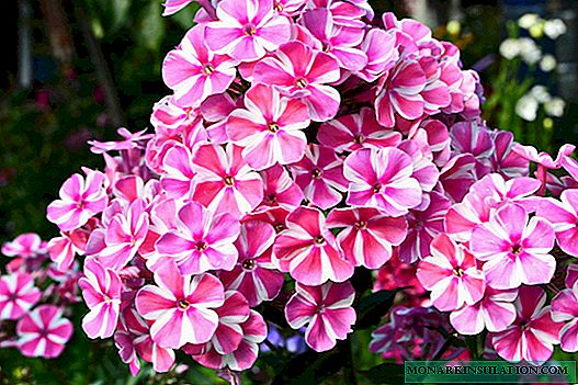 Cuttings of phlox in the summer: reproduction