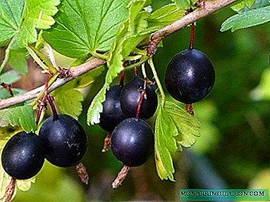 Black gooseberries - home growing