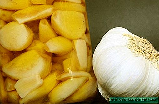Garlic water for orchids: examples of preparation and watering