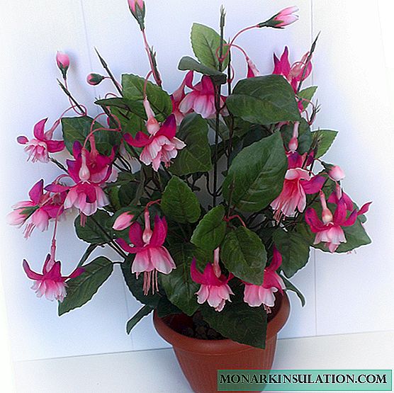 What to do if fuchsia does not bloom at home