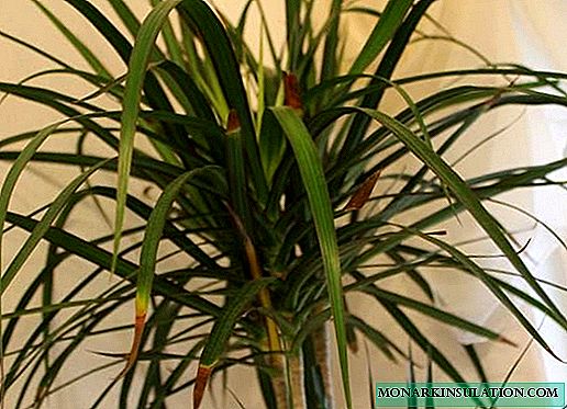 What to do when the dracaena dry the tips of the leaves