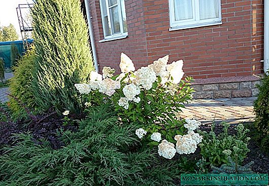 What to plant next to hydrangea and in front of it "at the feet"
