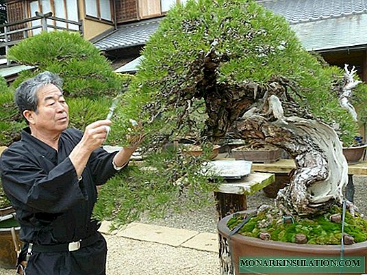 Kaj je bonsaj na Japonskem - umetnost gojenja cvetov