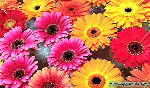 What are gerbera flowers - how they look and how they grow