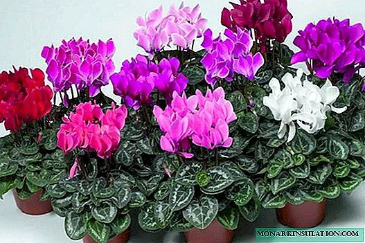 Seed cyclamen - how to grow at home