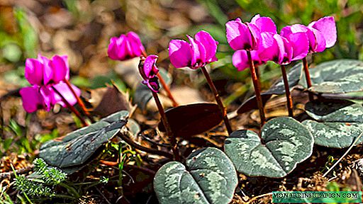 Forest cyclamen and other street types: garden, braid, mix