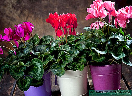 Cyclamen - the resting period of a flower at home