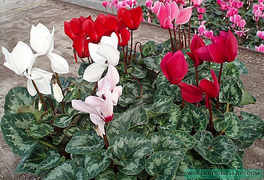 Persian cyclamen - growing and care