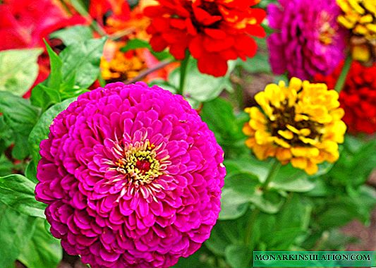 Zinia - outdoor cultivation and care