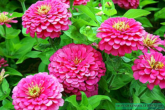 Zinnia - growing from seeds at home