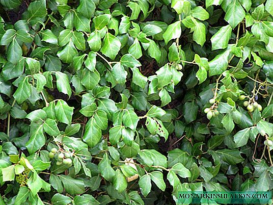 Cissus - home care and reproduction