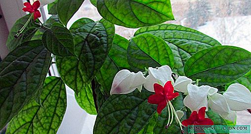 Clerodendrum Thomsoniae Flower - Home Care