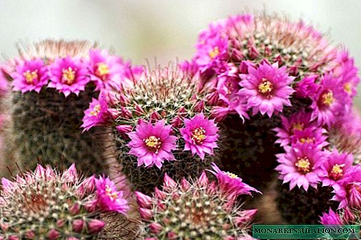 Cactus flowering: the necessary conditions in a home environment