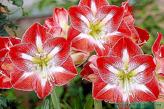 Amaryllis flowers - home care