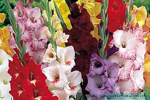 Overblijvende gladiolenbloemen - beschrijving