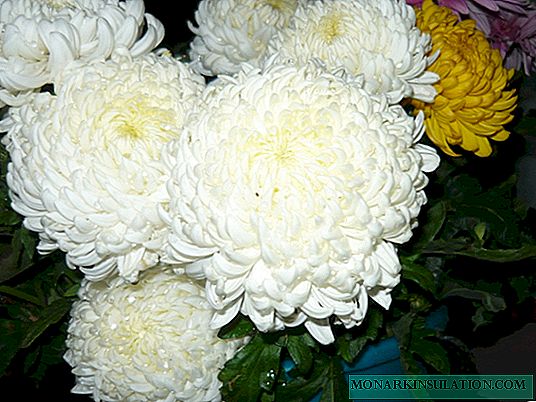 Хризантема эвелин буш фото