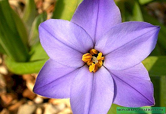 Ipheon flowers - plantio e cuidado ao ar livre