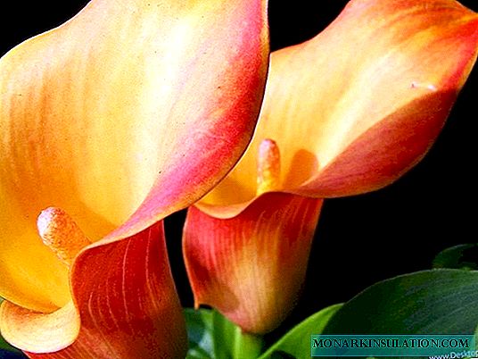 Calla-Lilien - wie Sorten und Sorten aussehen und genannt werden