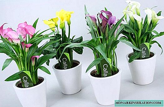 Calla flowers - growing and care at home