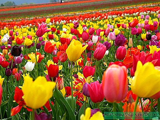 Virágok tulipánok