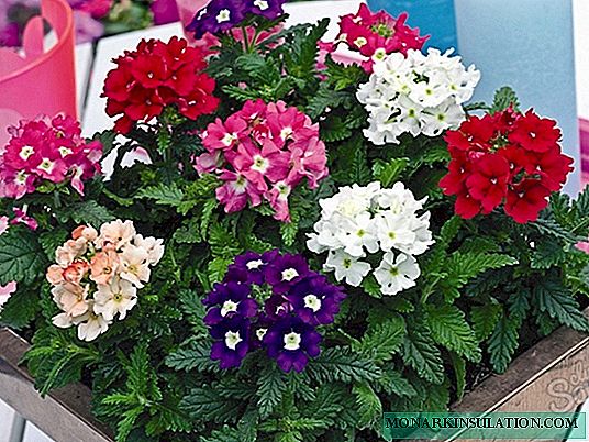 एम्पेलिका वर्बेना फूल - बारहमासी पौधे