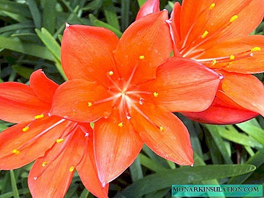 Flores Wallot: cuidado y crecimiento en casa