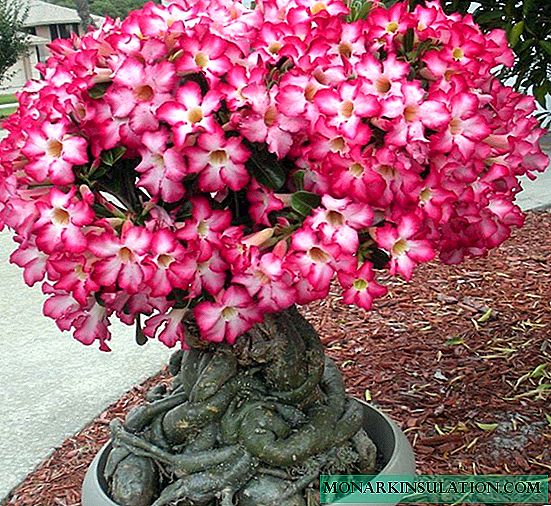 Adenium flower from seeds at home