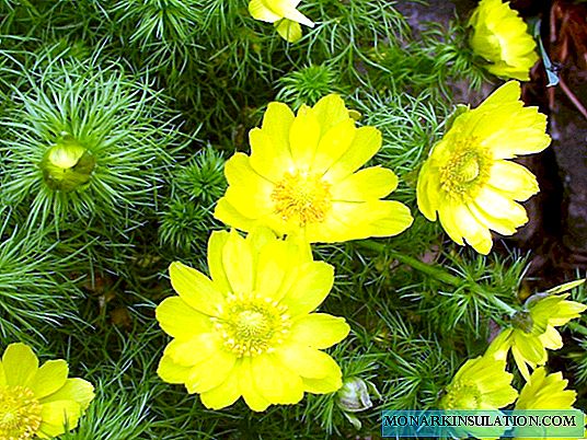 פרח אדוניס - נטיעה וטיפול בחוץ