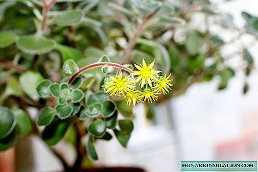 Flor de Aichrison: cuidado y floración en casa