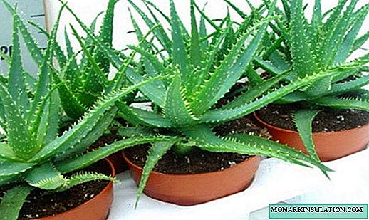 Aloe Blume - wie es aussieht, Arten und Pflege
