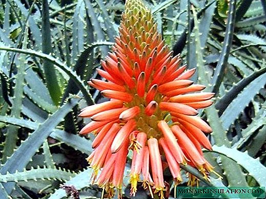Aloe lill: koduhooldus ja peamised sordid
