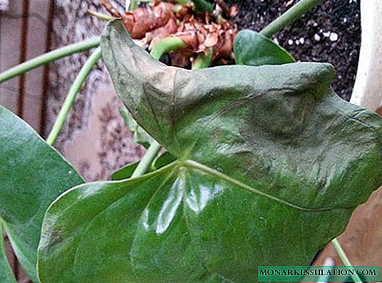 Fleur d'Anthurium - pourquoi les feuilles et les fleurs deviennent noires et sèches