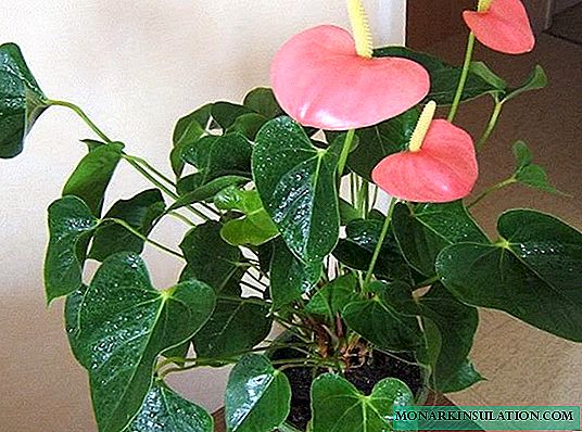 Anthurium flower: leaves turn yellow - what to do