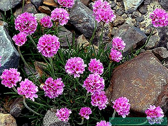 Armeria λουλούδι - φύτευση και φροντίδα, ποικιλίες