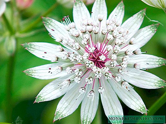 Astrantia çiçek