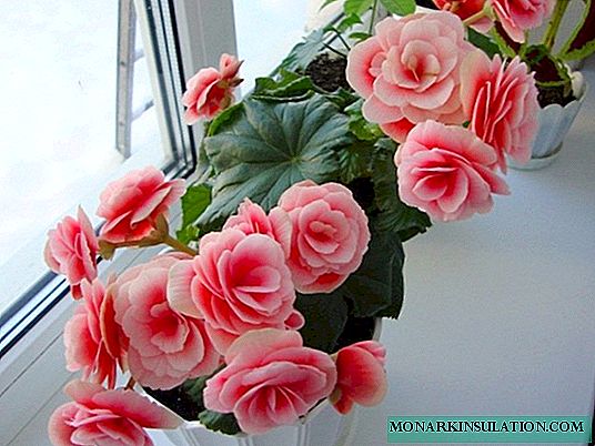 Begonia elatior flower - home care