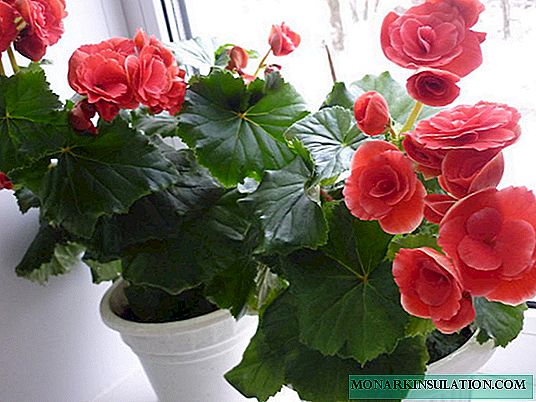 Tuberous begonia flower in the garden and at home