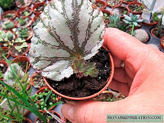 Begonia flower - propagation at home
