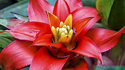 Bromeliad gėlė - priežiūra namuose
