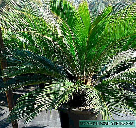 Cycas flower - how to care for a sago palm