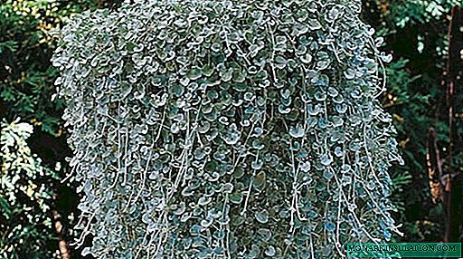 Cascata d'argento del fiore di Dichondra o filo d'argento