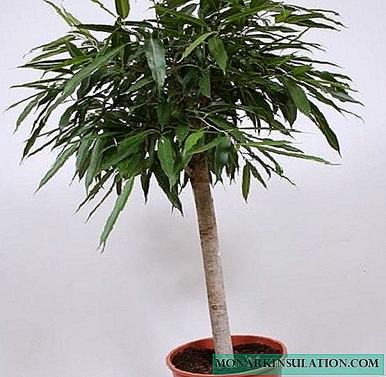 Ficus Ali flower - home care