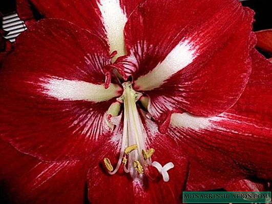 Hippeastrum Blume rot, weiß, Grand Diva und andere