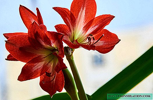 Flor de Hippeastrum - cuidado en el hogar y al aire libre